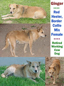 Ginger - Red Heeler, Border Collie Mix, Retired  Working Cow Dog,  Ten Sleep Wyoming 